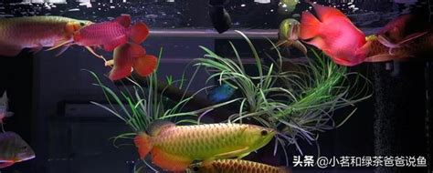 龍魚混養|龍魚混養的搭配方法，龍魚混養有講究，需要注意這四點